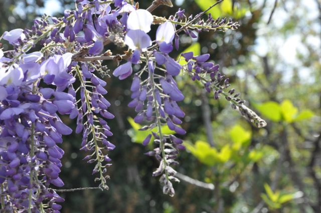 Chao Hsiu Chen and Wisteria in Appia Antica - Rome 1