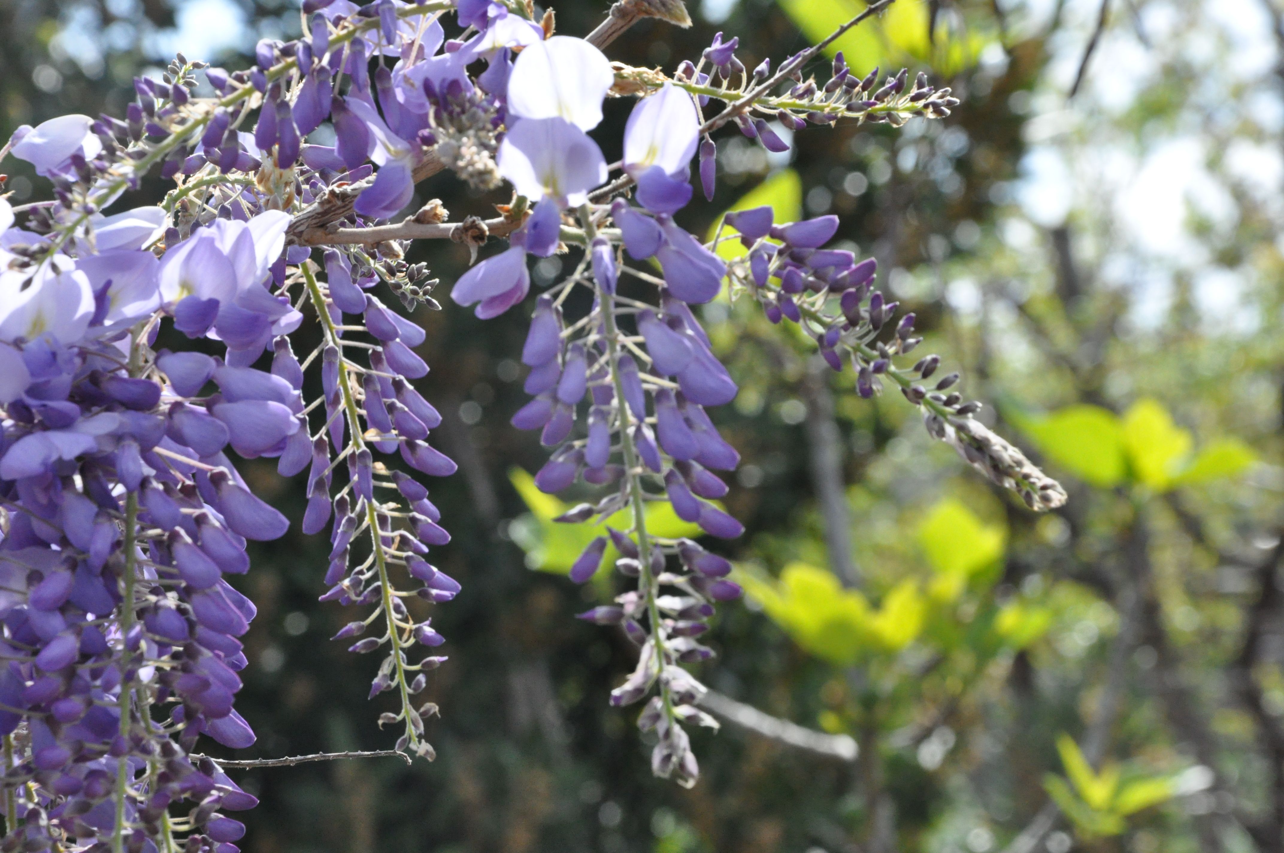 Chao Hsiu Chen  and Wisteria in Appia Antica - Rome