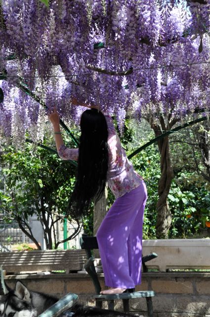 Chao Hsiu Chen  and Wisteria in Appia Antica - Rome 7